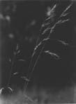 Grass
