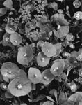 Miner's Lettuce 