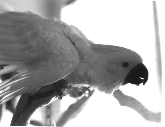 Wet Cockatoo